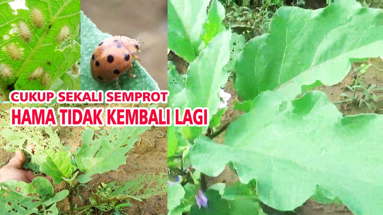 Hama Tak Kembali Lagi ❗  Cara Mengatasi Hama Perusak & Pemakan Daun Terong ungu  PART 5
