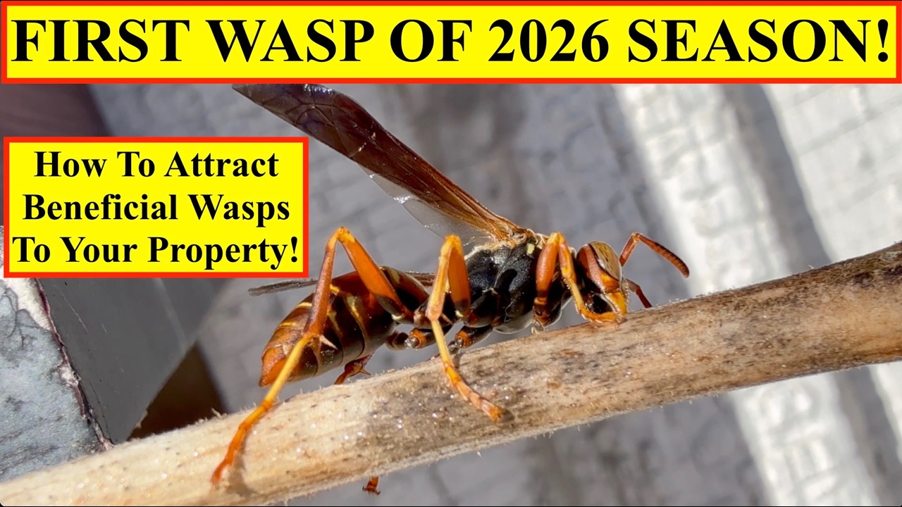 Первая оса сезона 2026 года! Как привлечь полезных ос на свою территорию! Кормление королевы ос с...