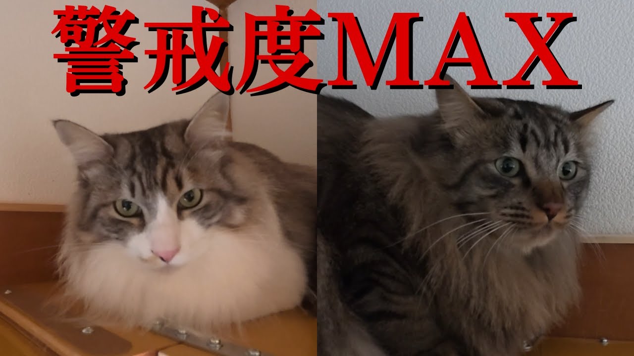 【警戒度MAXの猫】借りてきた猫のようになる『さち』と『ふく』