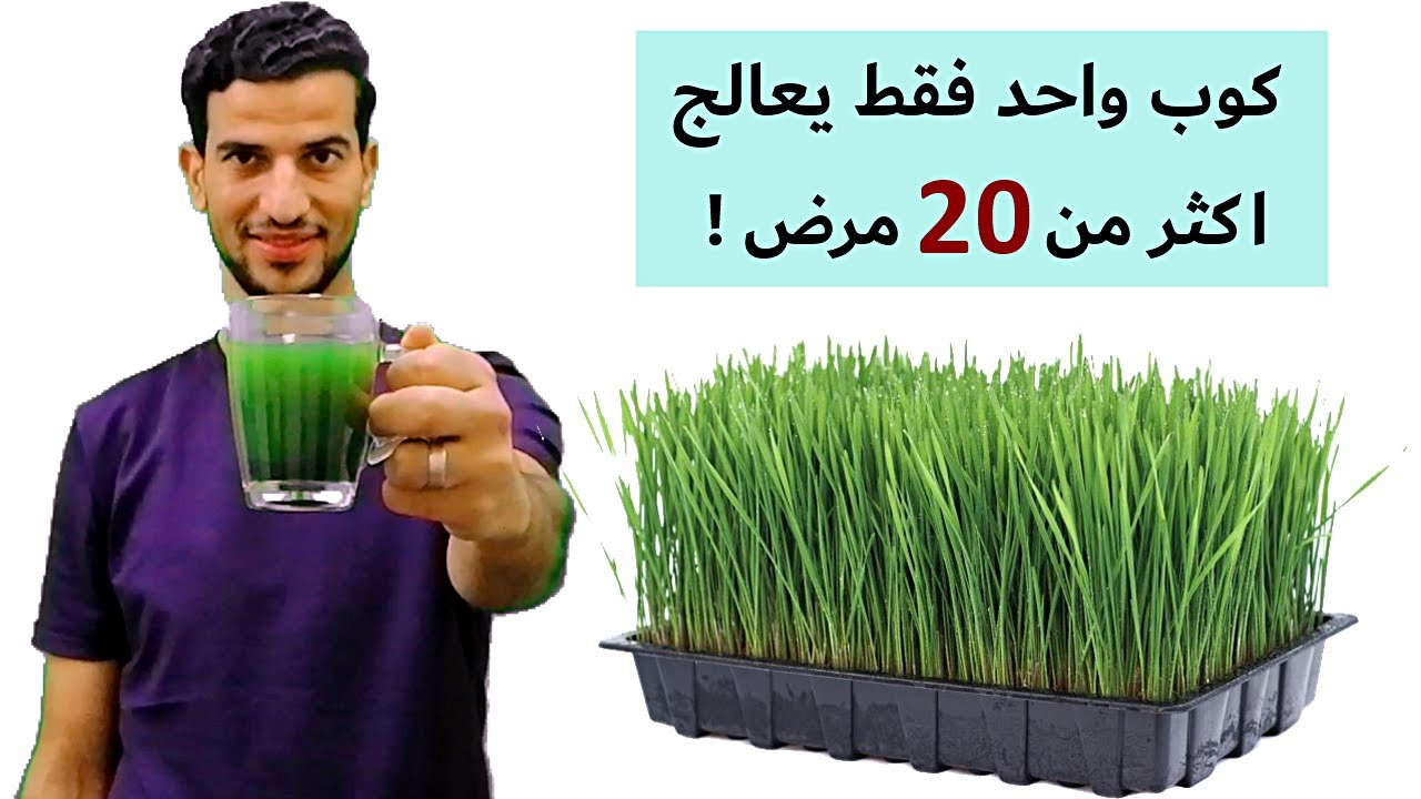 عشبة القمح لعلاج التهابات المعدة والقولون , الامساك , التهابات المفاصل والضعف العام والجرثومة
