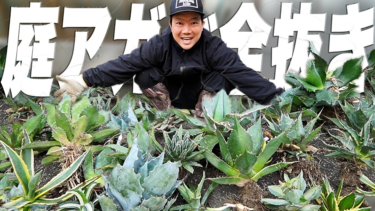 アガベを粘土質の土で1年間屋外放置してみた結果…