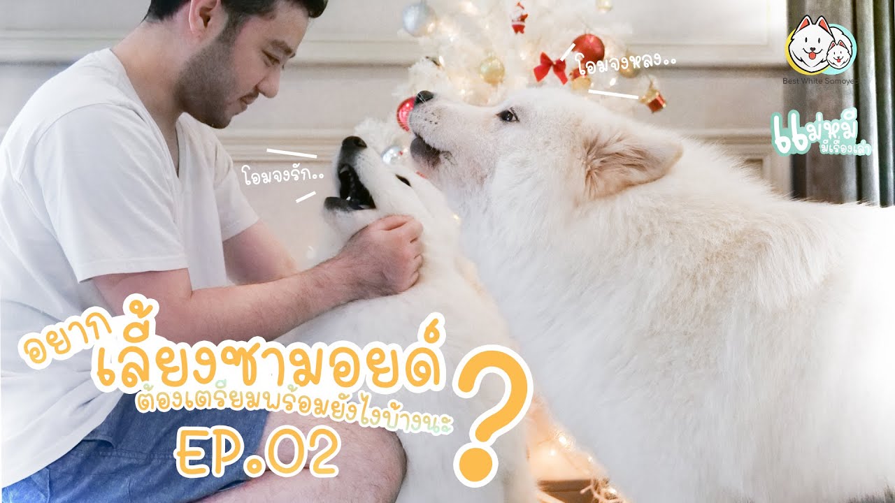 แม่หมีมีเรื่องเล่า EP2: อยากเลี้ยงซามอยด์ เตรียมพร้อมยังไงบ้าง