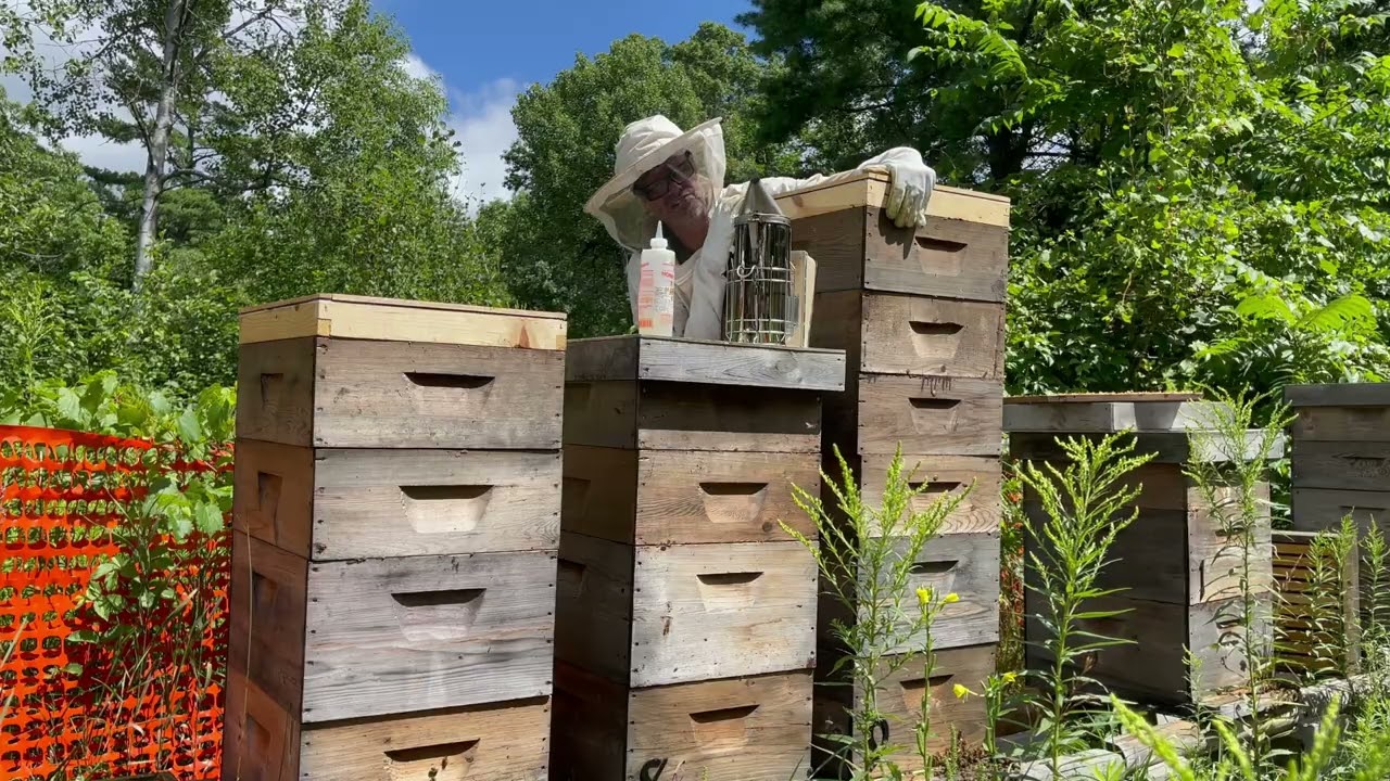 Honey Harvest 2025! Pulling Honey with Fume Boards & Honey Robber. 