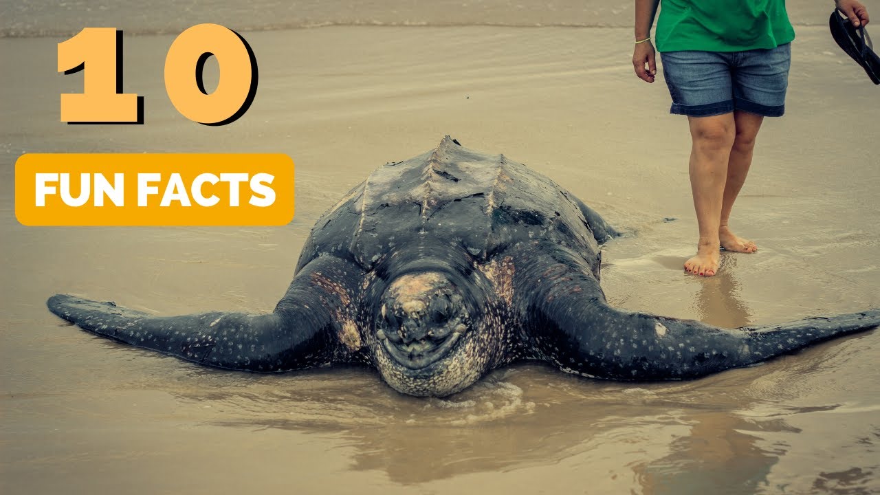 10 Fun Facts About Leatherback Sea Turtles you Probably Don't Know!