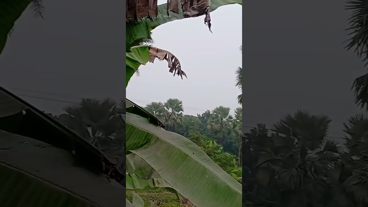 ২৯ডিসেম্বর ২০২৫ইং প্রচন্ড শীতে বিপন্নপ্রায় জনজীবন।