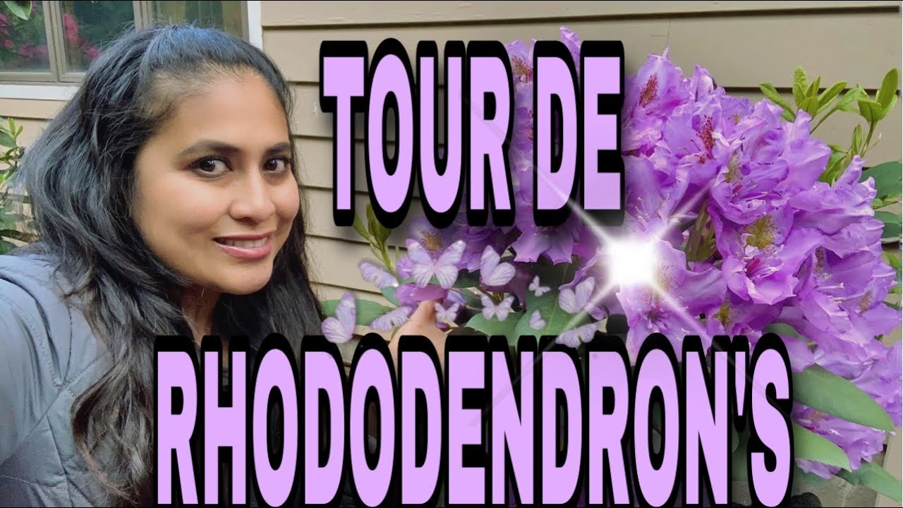 TOUR DE RHODODENDRO'S