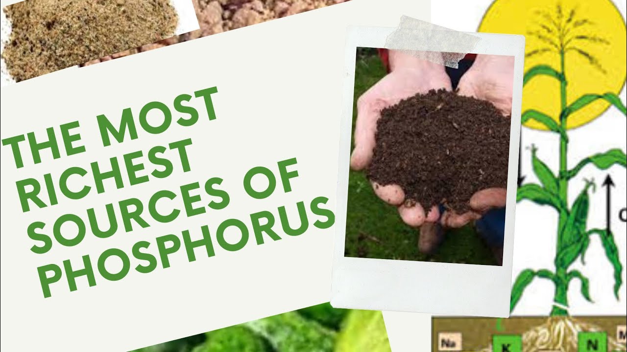 5 most richest sources of Phosphorus for your plants. #gardeningtips #gardeningideas