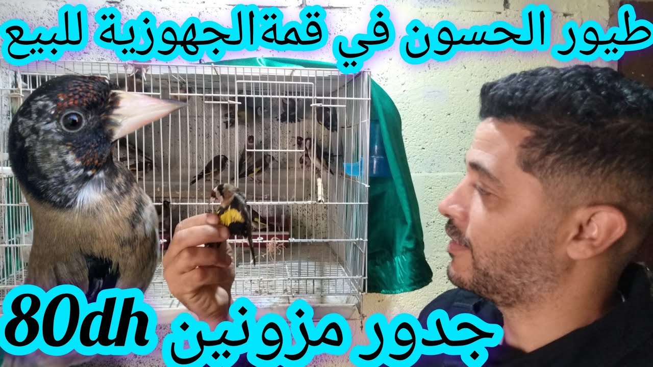 طائر الحسون في قمة الجهوزية للبيع وطيور الحسون المهاجر مزونين 80dh تحياتي لجميع المتابعين فرجة ممتعة