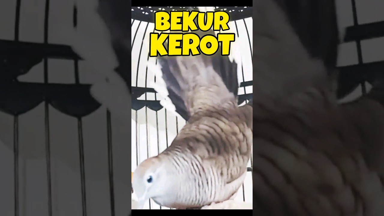 Suara Perkutut Bekur & Kerot Memanggil Lawan ‼️