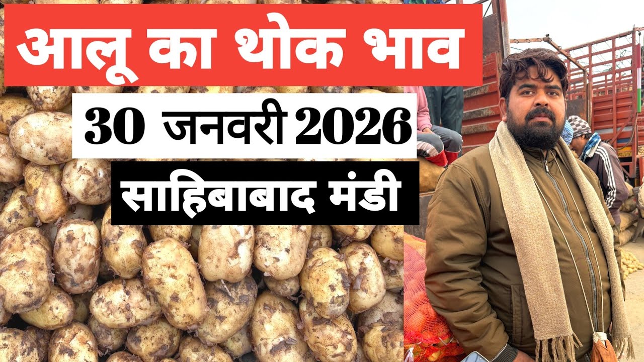 30 January 2026 🥔आलू का भाव साहिबाबाद मंडी | toady potato rates #aalu #aalubhav #potato #delhimandi