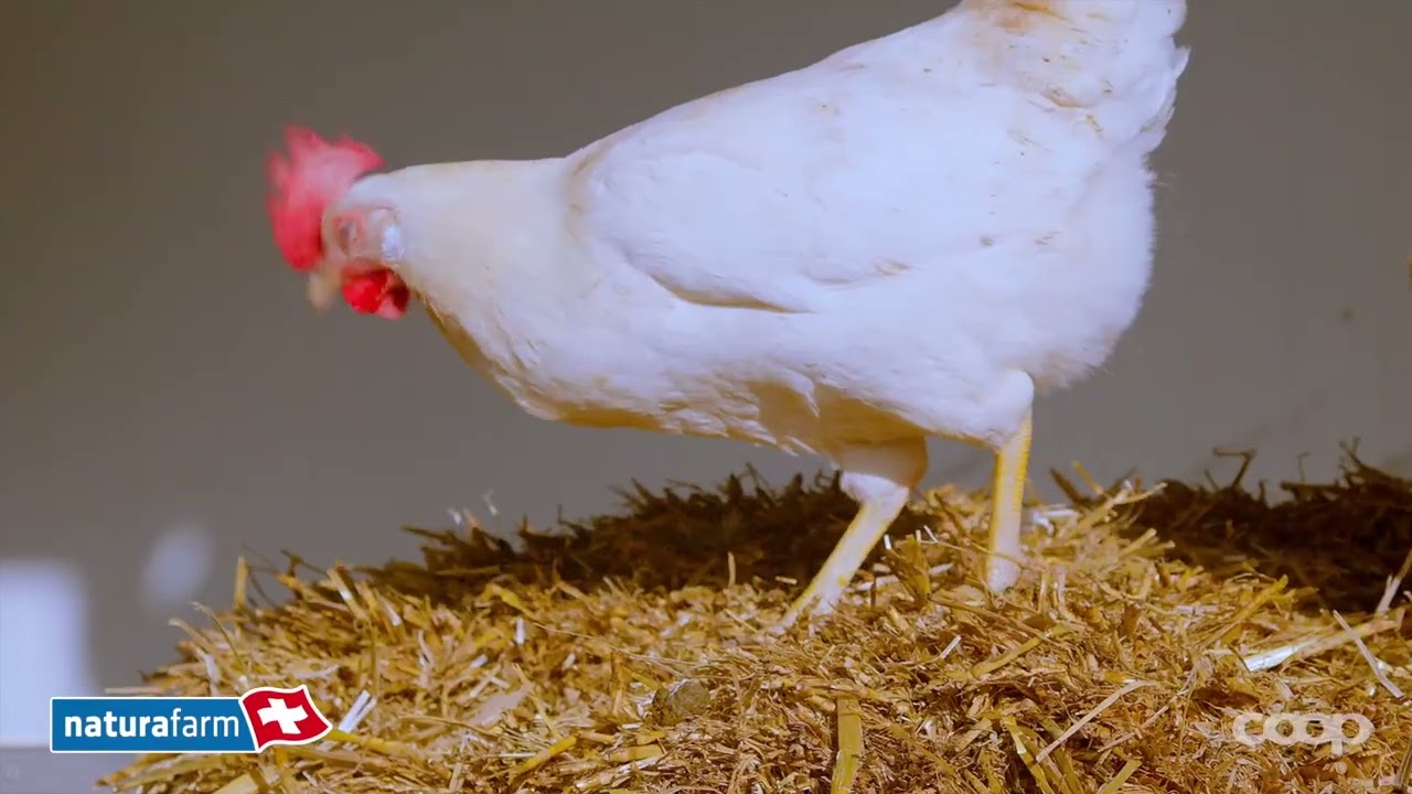 Naturafarm Eier | 2025