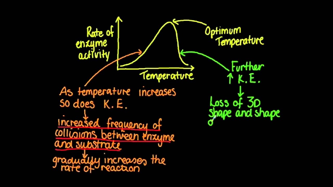 2.5 Factors affecting enzyme activity