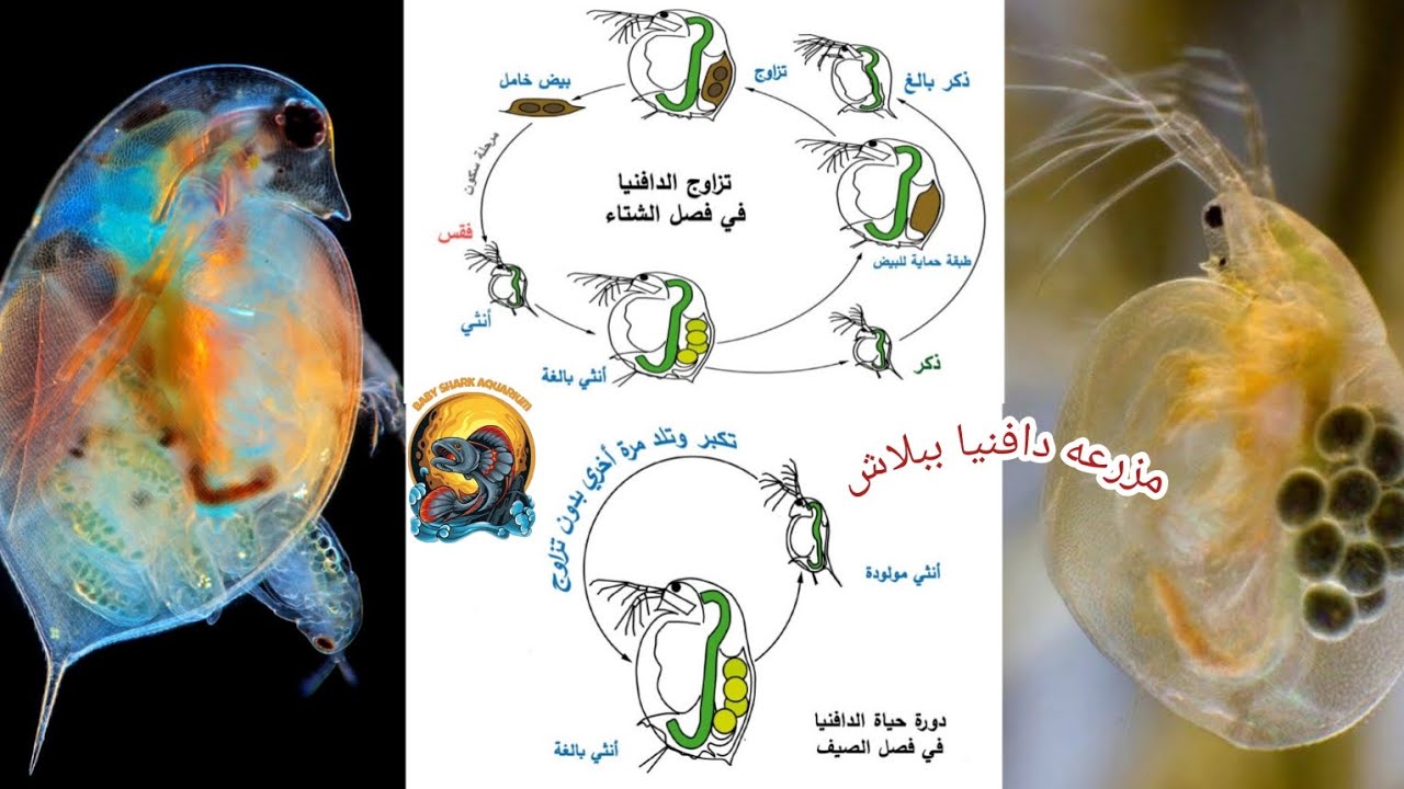 ازاى تعمل مزرعه دافنيا ببلاش بالخطوات