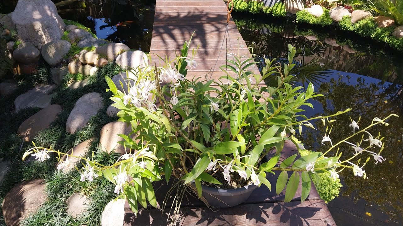 dendrobium antenatum essa orquídea vc precisa ter na coleção e tour pelas floridas no jardim