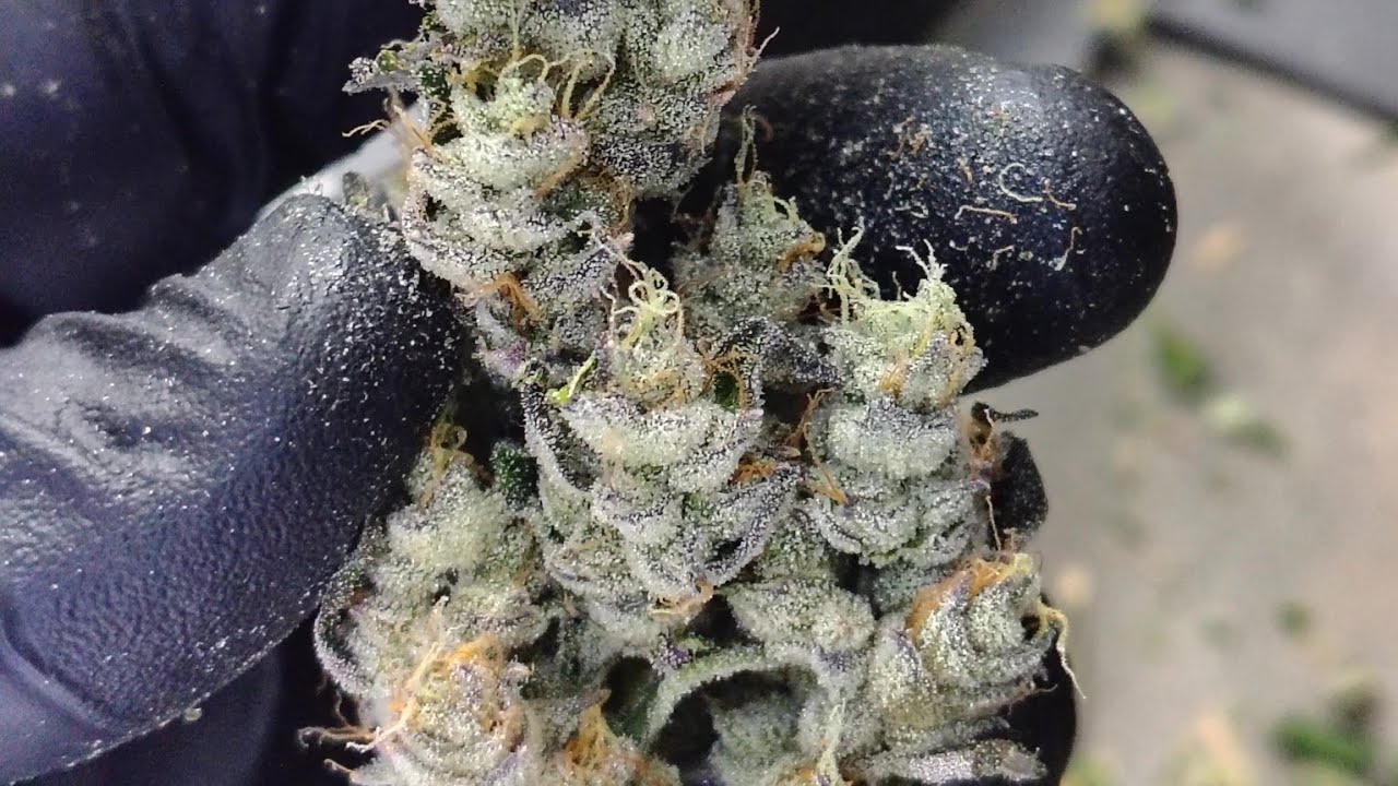 Kannabia - RS11 ( Rainbow Sherbet )