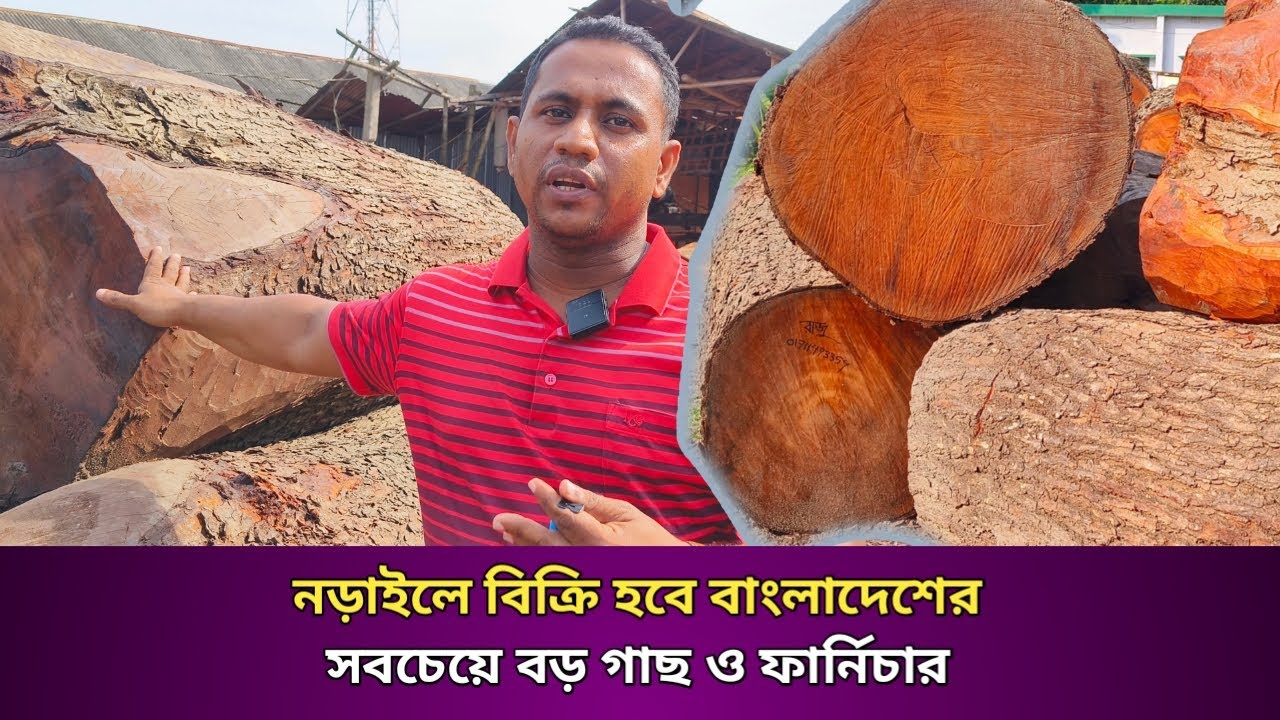 নড়াইলে বিক্রি হবে বাংলাদেশের সবচেয়ে বড় গাছ ও গাছের সকল প্রকার ফার্নিচার।