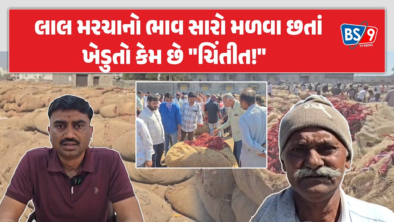 Gondal માર્કેટિંગ યાર્ડમાં મરચામાં ‘તીખી’ તેજી