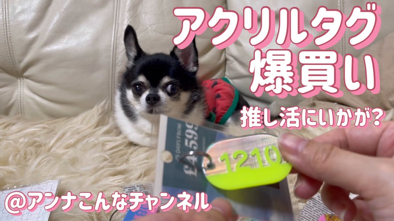 【チワワ】推し活グッズ・ケンエレファントのアクリルタグを大量購入！犬の反応は…