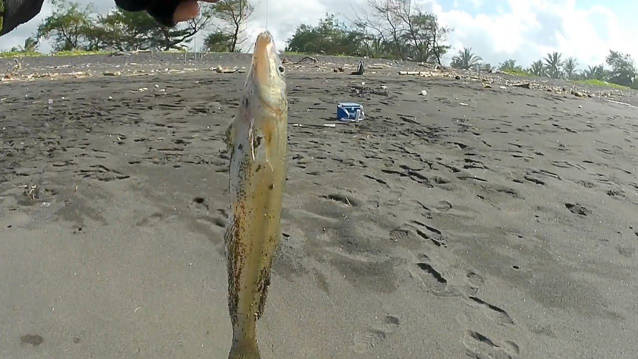 Jangan sampai salah menggunakan ukuran mata kail❗❗ || MANCING PASIRAN