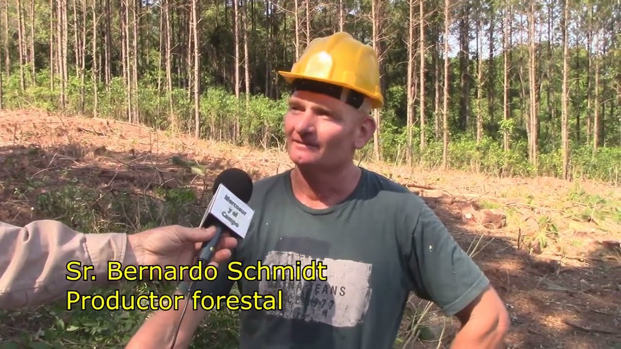 Proceso de cosecha o elaboración - Tala rasa pino Elliotti