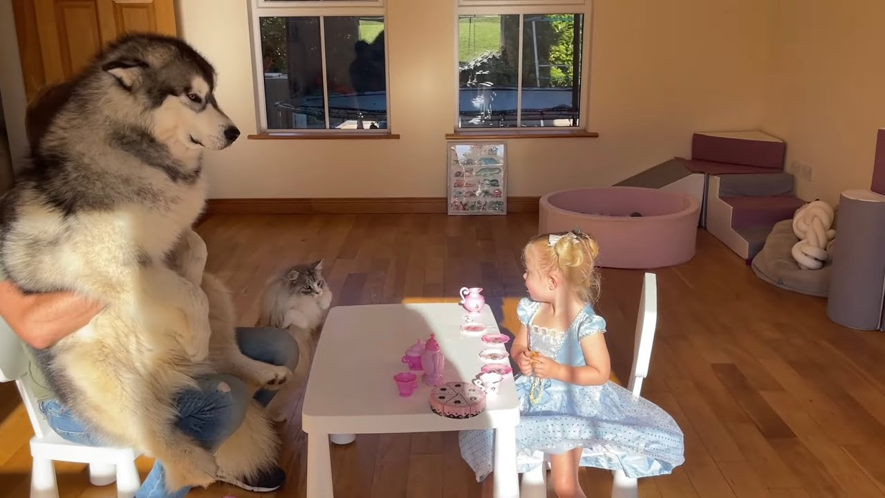 Adorable Baby Girl Has A Princess Tea Party With Her Wolves! (Cutest Ever!!)