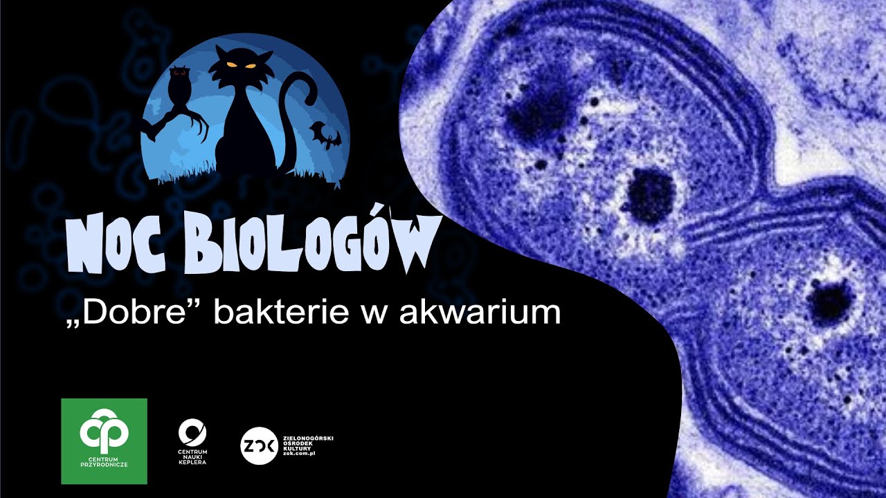 Dobre bakterie w akwarium