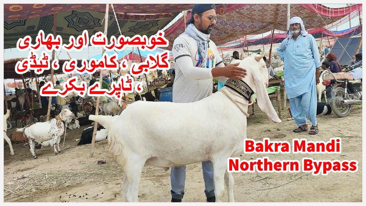 Bakra Mandi Rates Northern Bypass Maweshi Mandi 2023