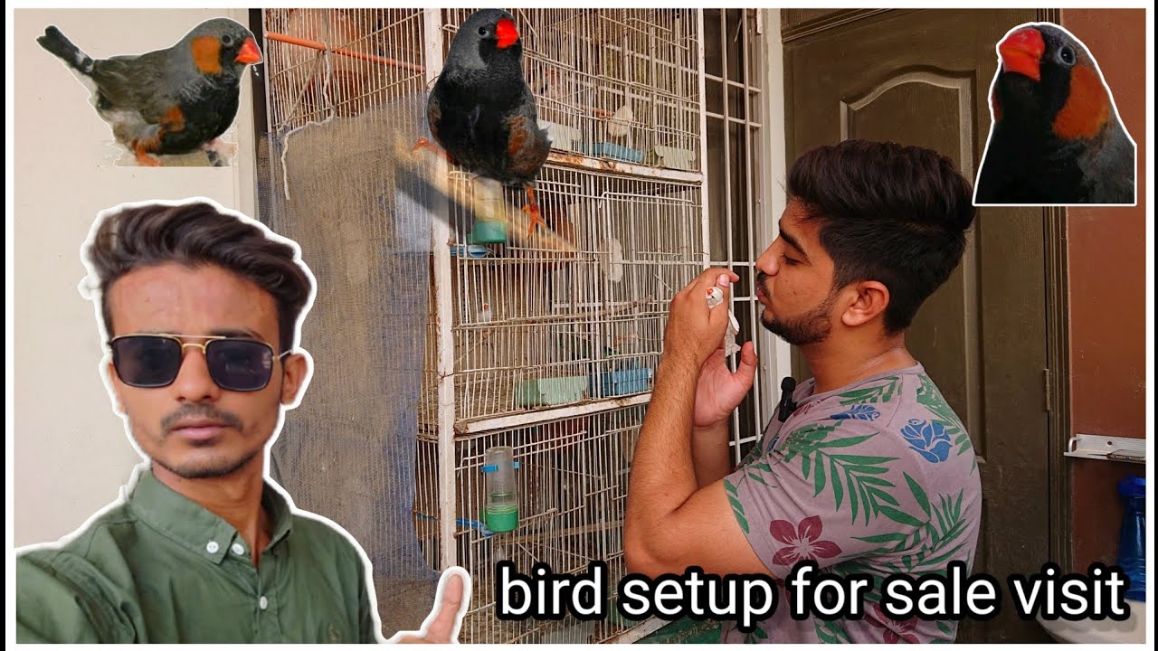 finch sparrow price in pakistan|| finch all mutations setup for sale|| finch business idea💡visit.