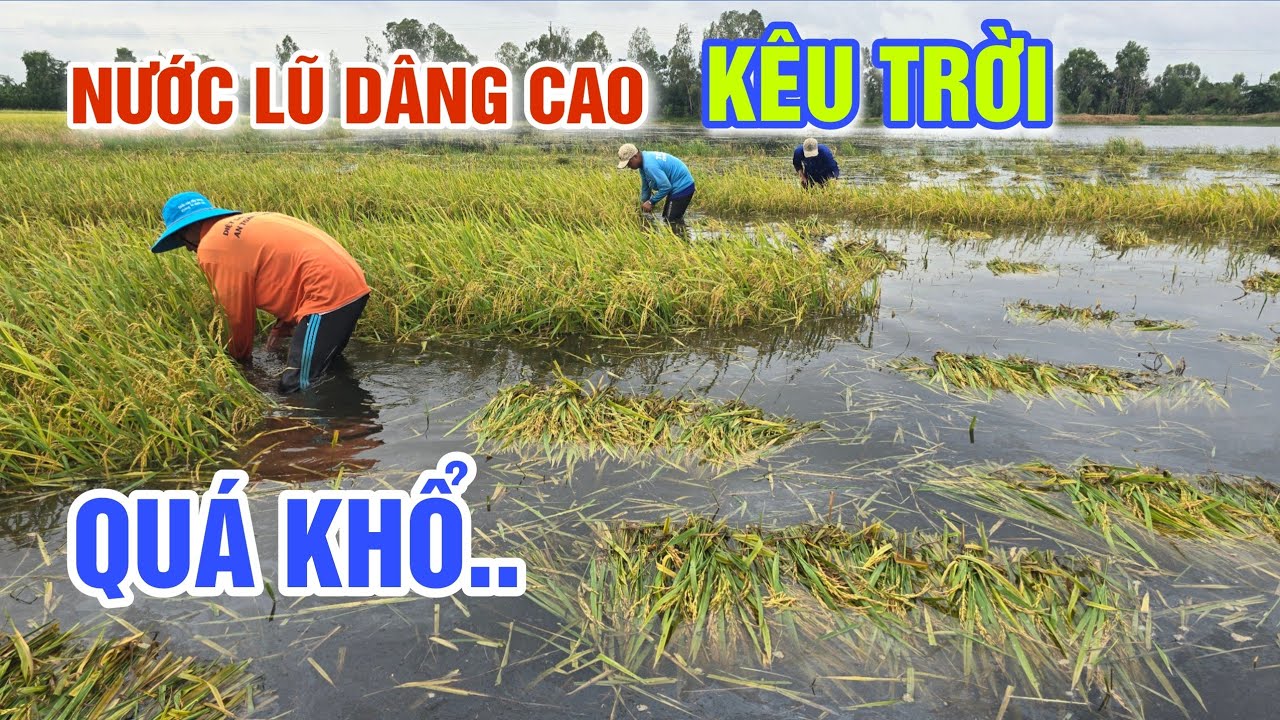 QUÁ KHỔ NƯỚC LŨ DÂNG CAO RUỘNG LÚA NGẬP SÂU BÀ CON KHÔNG KỊP TRỞ TAY CHỈ BIẾT KÊU TRỜI