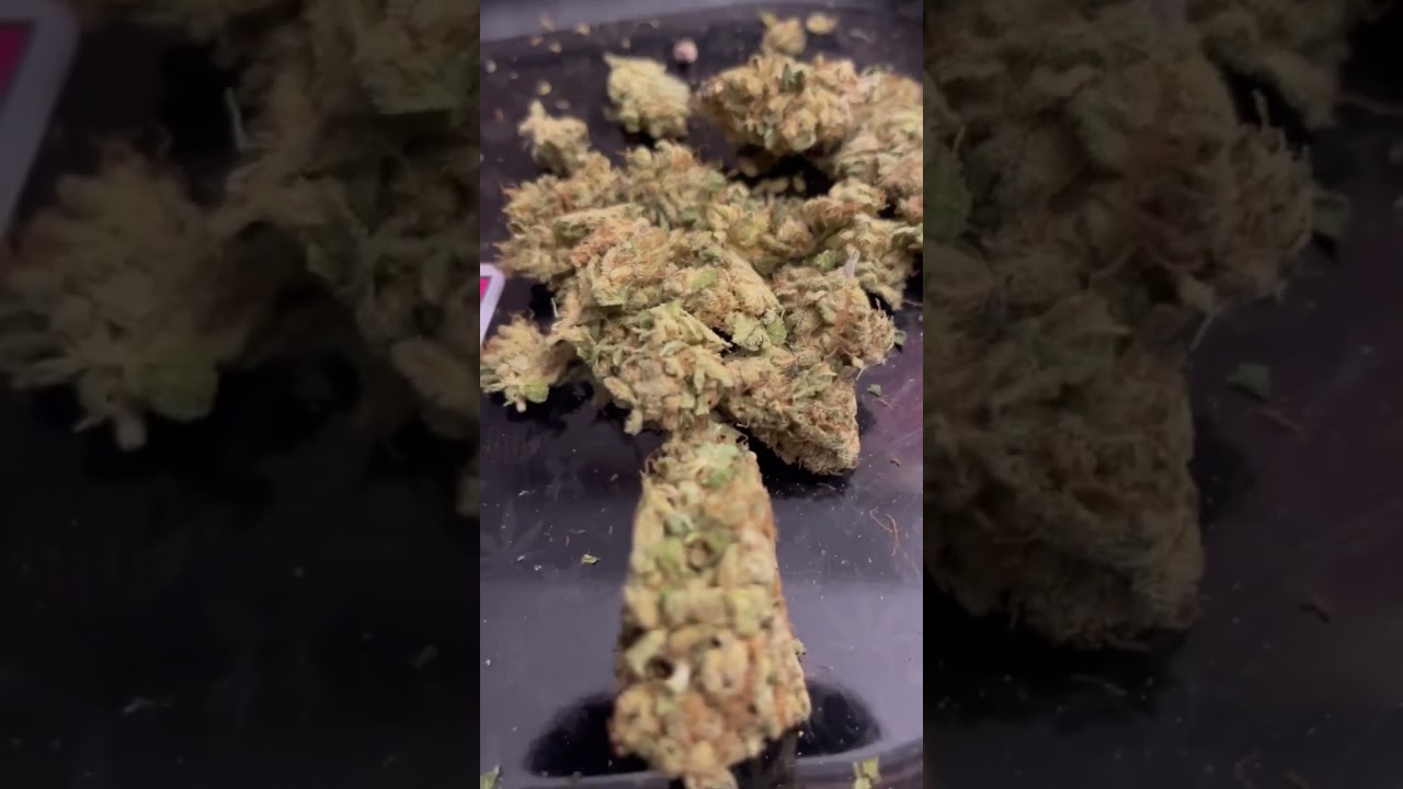 That NYC HAZE! Great 88 Cut #piff #haze #uptown #nyc #church #great88 #420 2023 PIFF💨