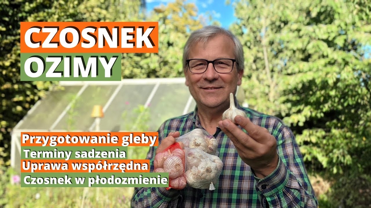 Czosnek ozimy - co trzeba wiedzieć. Jak przygotować glebę, sadzenie, uprawa współrzędna i płodozmian