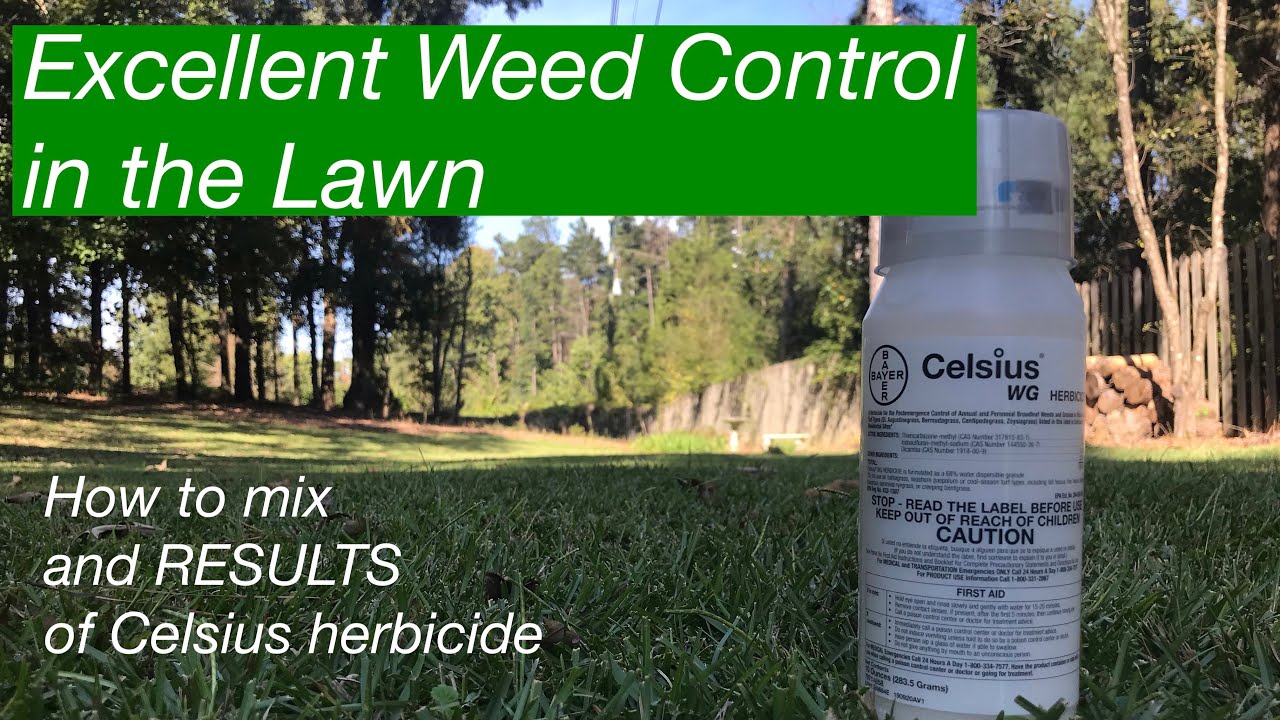 KILL WEEDS in the lawn | How to mix Celsius Herbicide | How to kill Chamberbitter