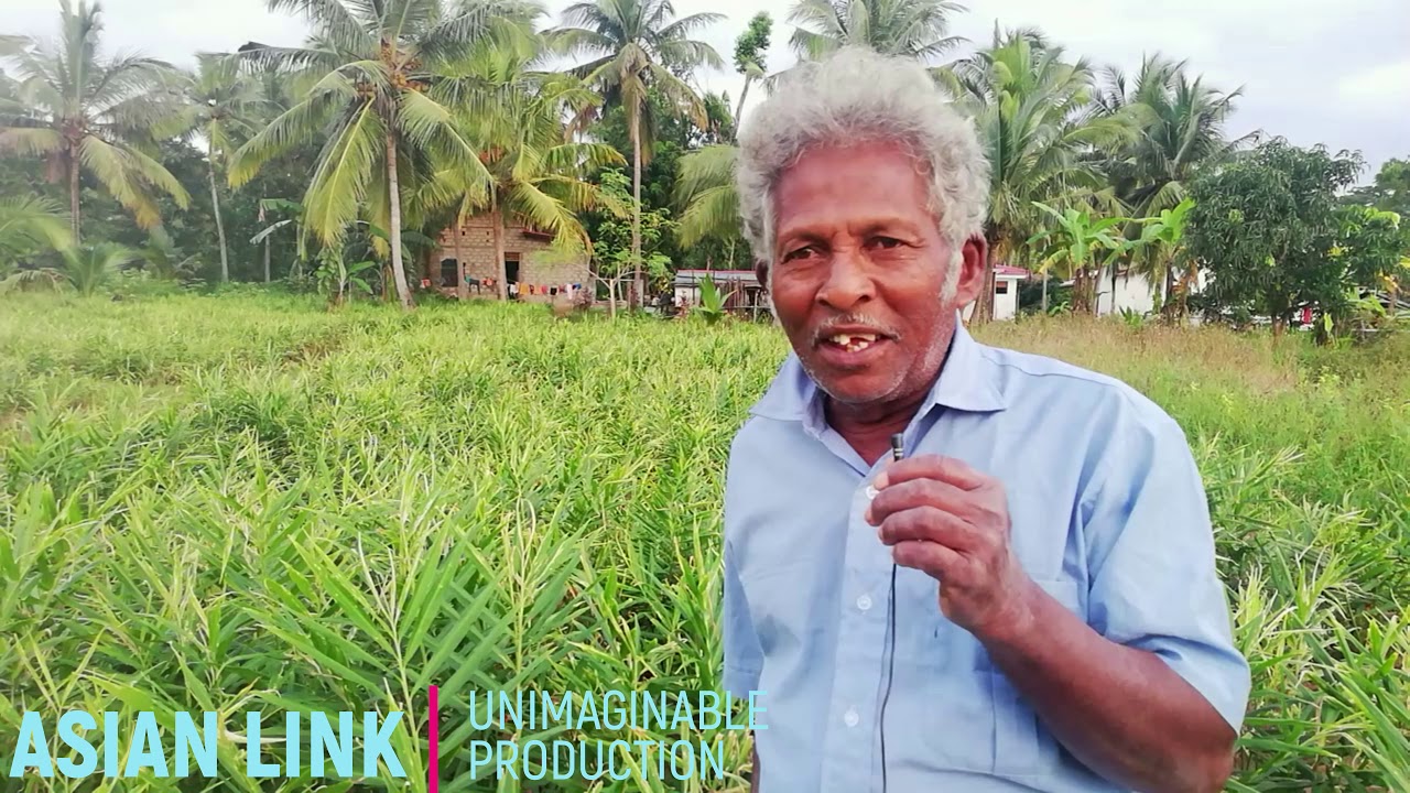 ඉඟුරු වගාව Ginger Cultivation