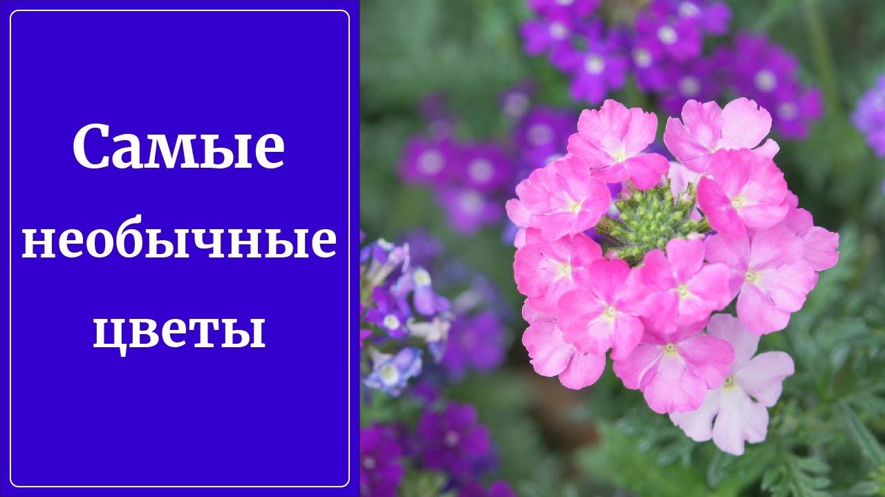 Нежный и необычный уголок вашего сада. Вербена тонкорассеченная