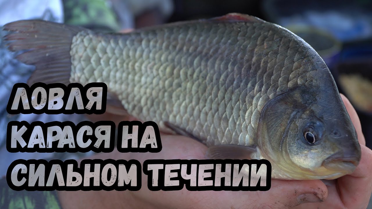 Ловля карася на сильном течении. Секреты ловли. Рыбалка 2020.