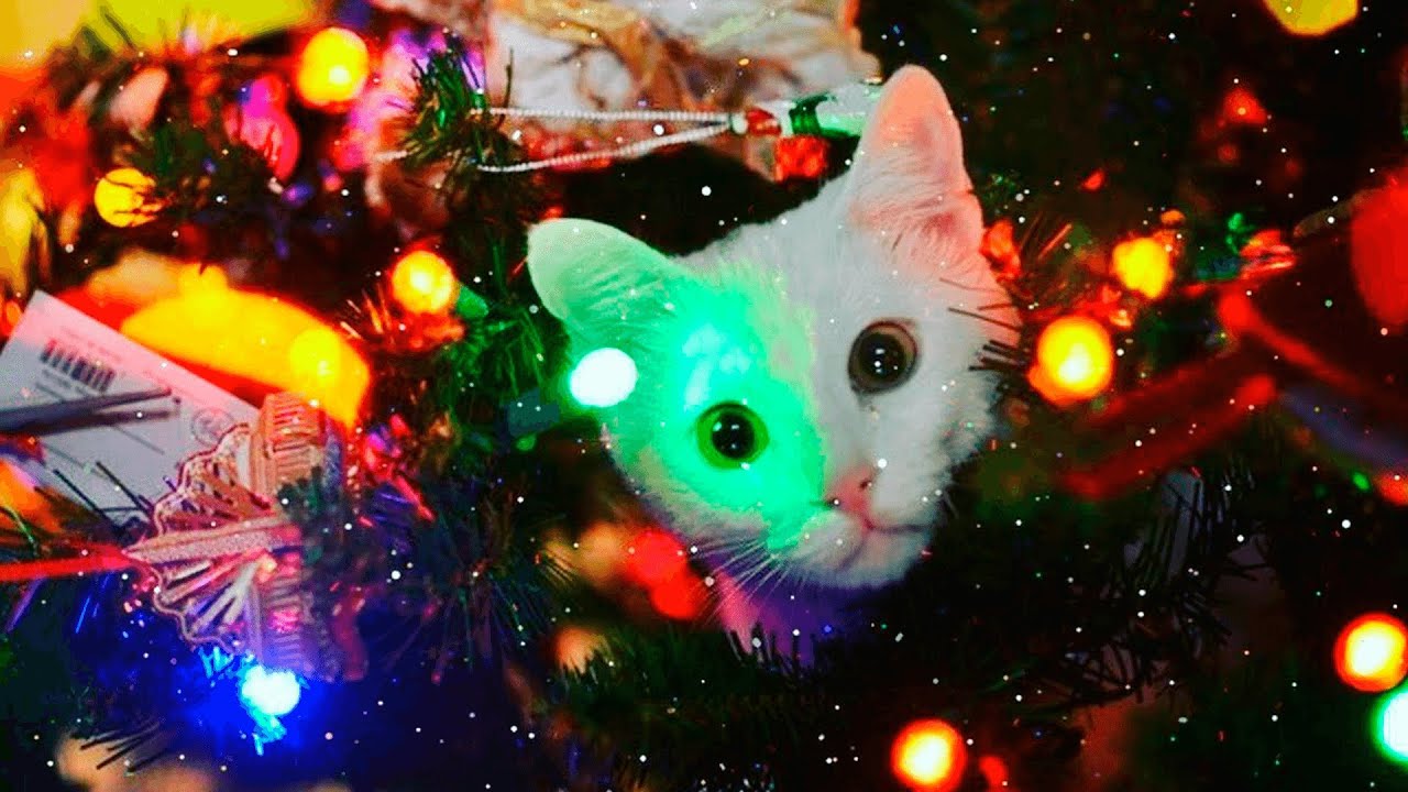 🎄КОТЫ VS ЁЛКИ🎄Приколы с котами до слёз🎄смешные коты, приколы с котами🎄