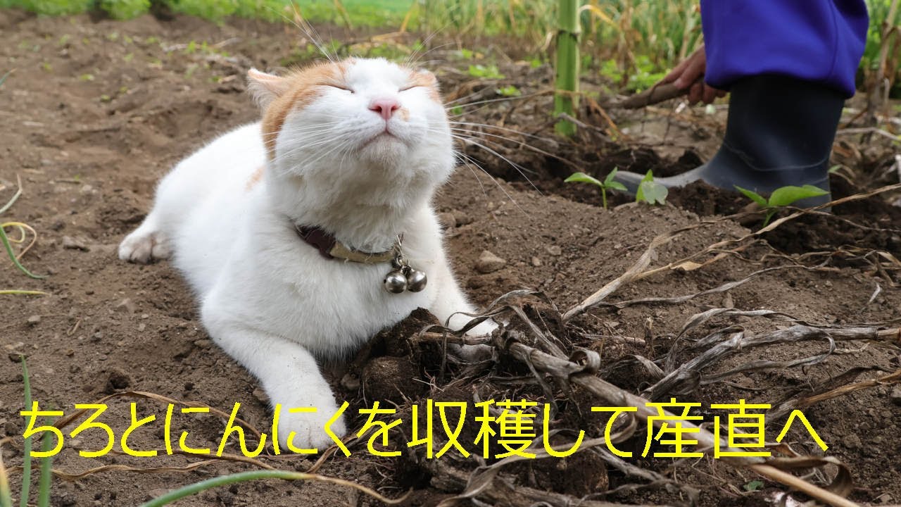 ちろとにんにくを収穫して産直へ　230716