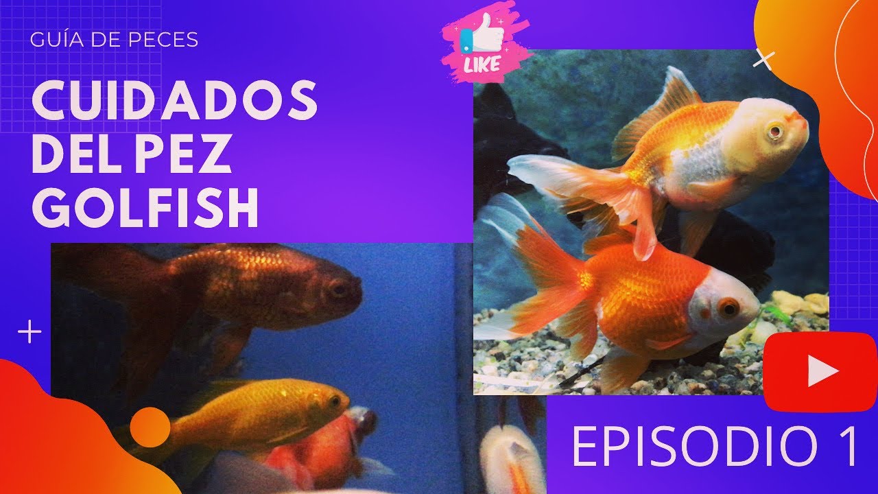 CUIDADOS DEL PEZ GOLDFISH -Acuarios Y Peces de Agua Fría  o Fresca . Episodio 1