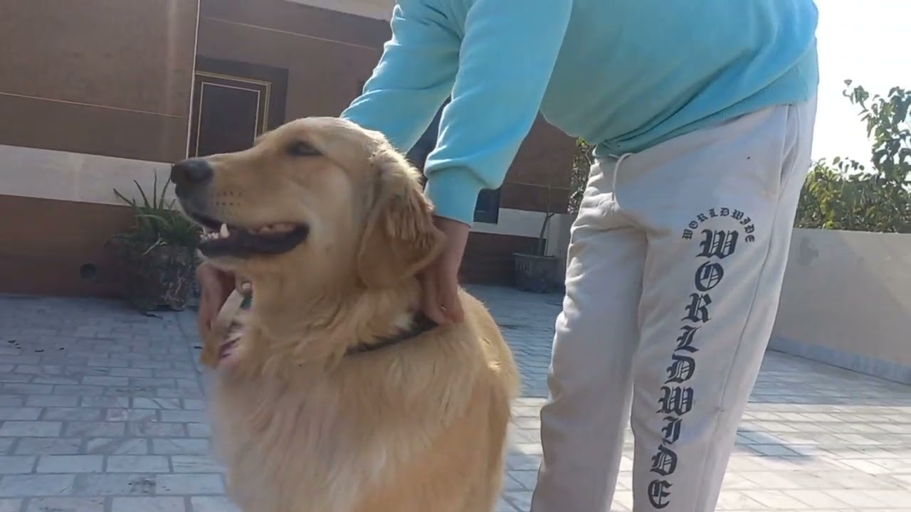 Golden retriever, #firstvideo #firstvlog #viralvideo #youtube 