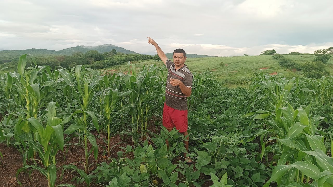 AS CHUVAS VOLTARAM PARA DEIXAR O SERTANEJO E A PLANTAÇÃO COM ALEGRIA 