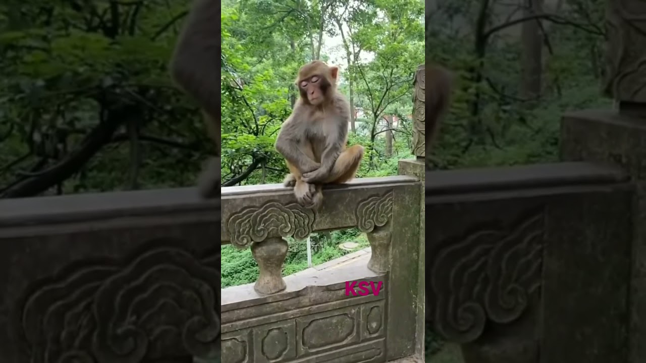 Aww cute monkey is Sleeping 😴