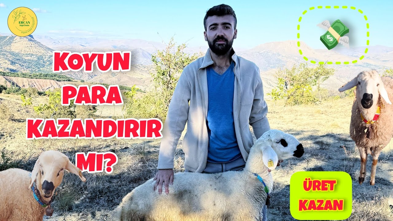KOYUNCULUK NASIL PARA KAZANDIRIR? #koyun #k&uuml;&ccedil;&uuml;kbaşhayvancılık 