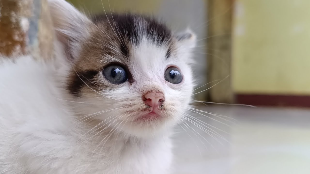 얼굴 좀 봐! 이 작은 고양이 너무 귀엽다.