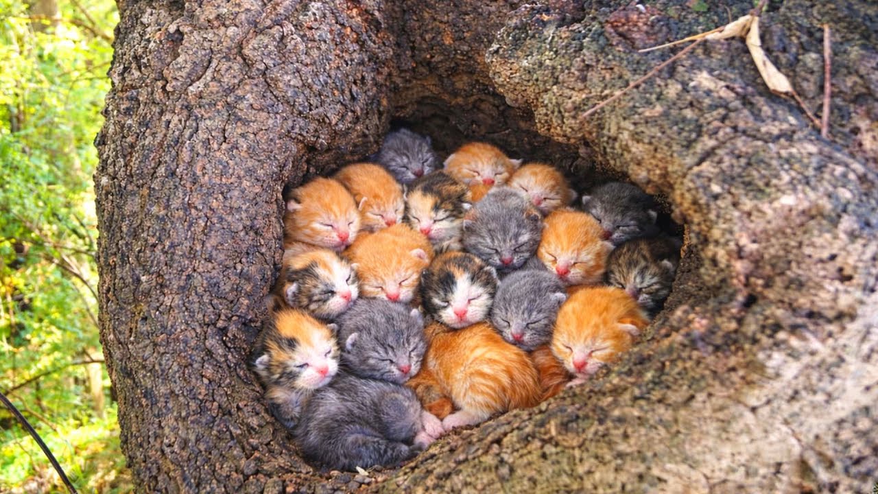 Вау! В уютном уголке леса оказалось, что живёт так много милых котят. 🐱🐈🥰❤😘😘