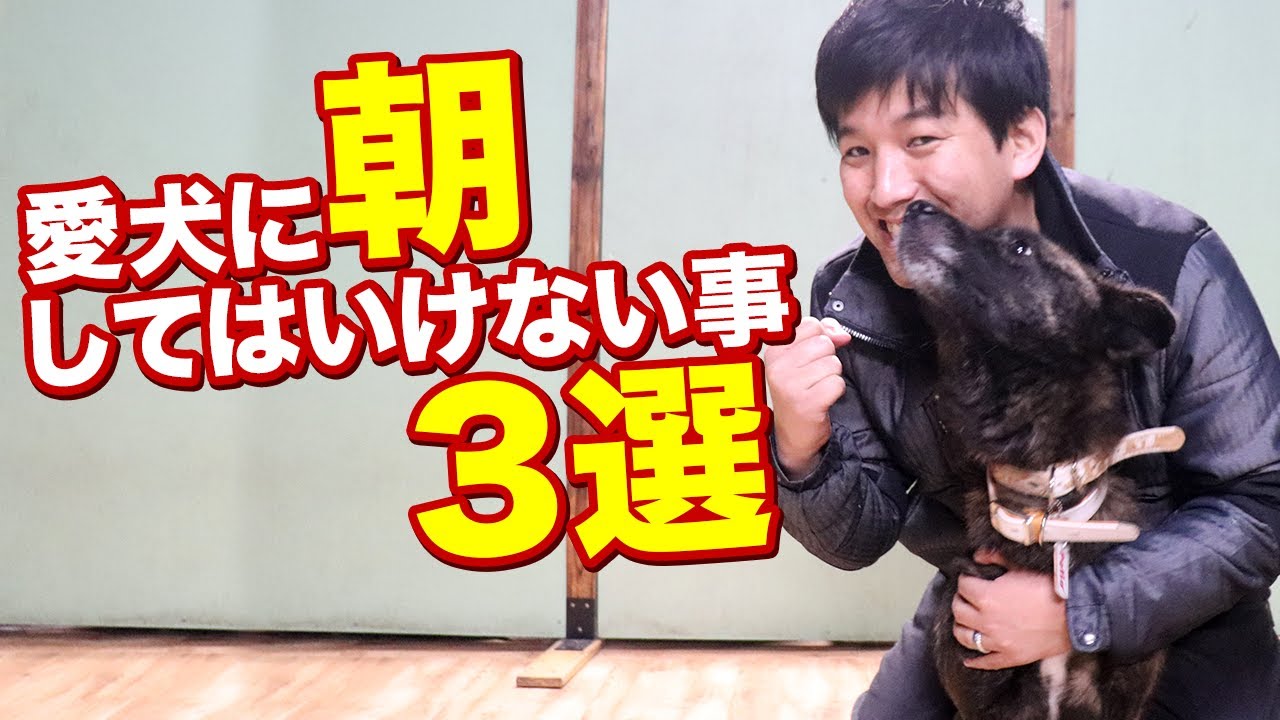 愛犬に朝やってはいけない事３選