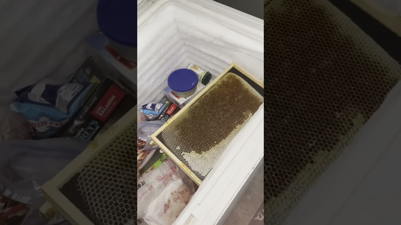 Dealing With Wax Moths