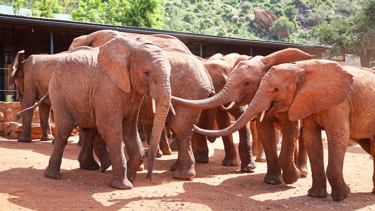 Sileita, Mushuru, and Sholumai Graduate to Voi | Sheldrick Wildlife Trust