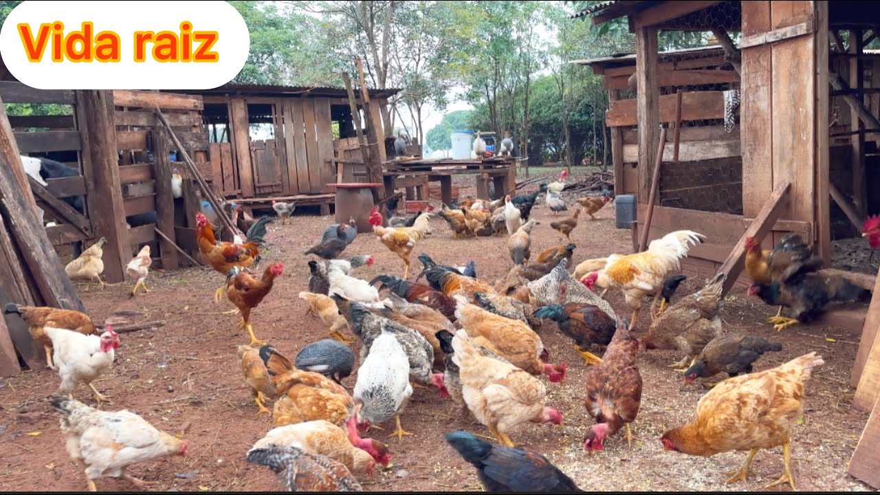 Mantendo os bons costumes de antigamente Vivendo uma vida raiz mas Com muita fartura no s&iacute;tio&hellip;