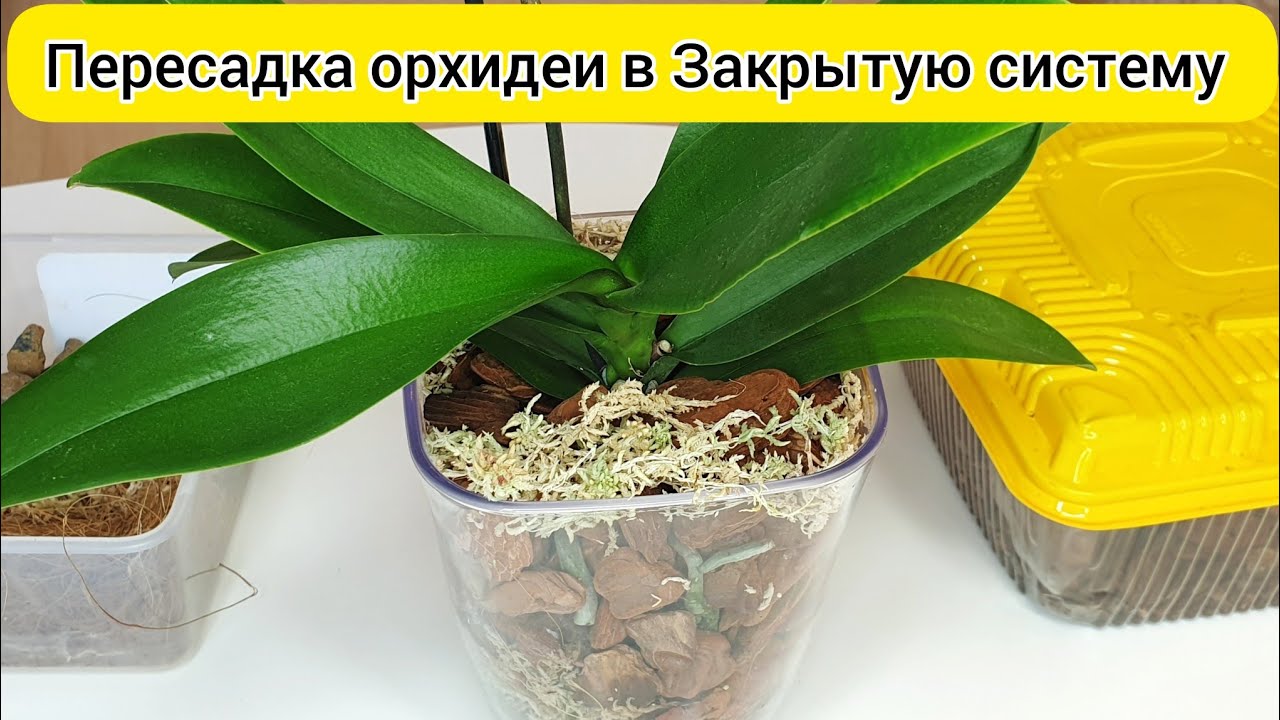 Пересадка орхидеи в закрытую систему