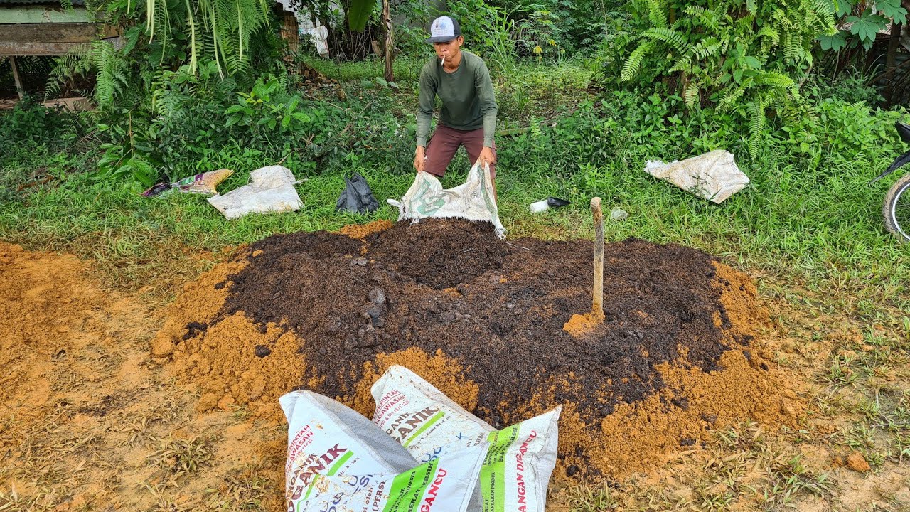 Persiapan media tanam pengisian polybag PN||1 bulan sebelum kks tiba.